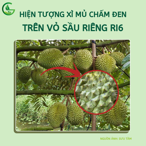 hien-tuong-xi-mu-cham-den-tren-vo-sau-rieng-ri6