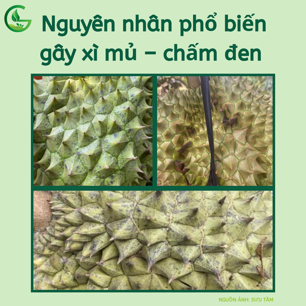 _nguyen-nhan-sau-rieng-xi-mu-cham-den