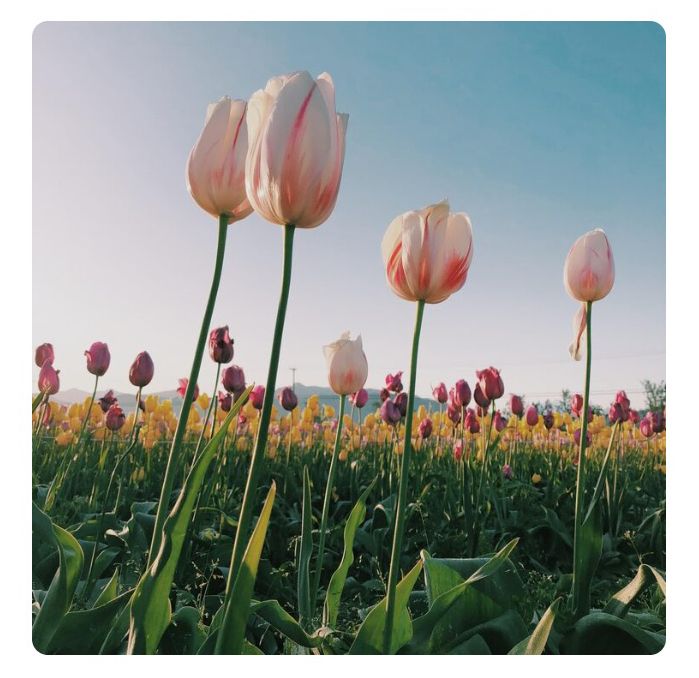 Hoa Tulip được mang từ Thổ Nhĩ Kỳ qua Áo đến Hà Lan