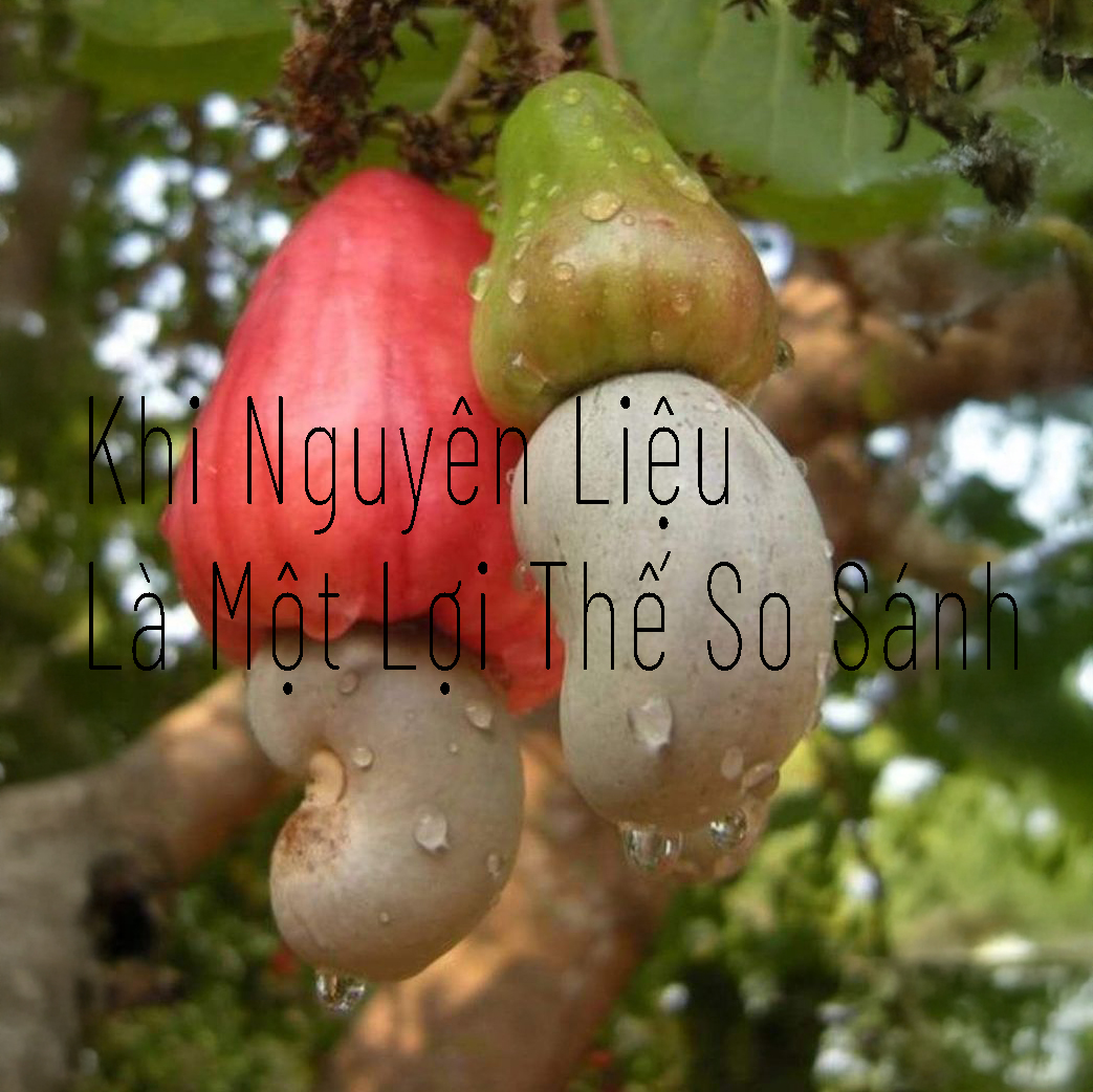 hat dieu thuc pham chay tuc anh