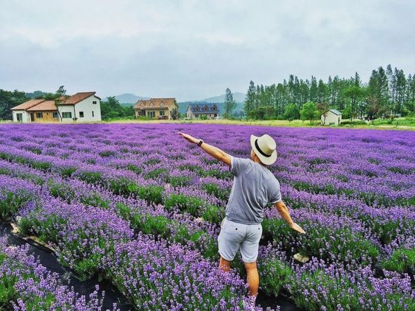 Vườn hoa Lavender - Sắc tím mộng mơ giữa lòng Đà Lạt