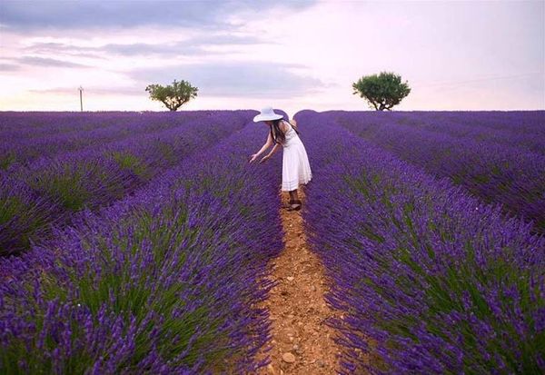 Vườn hoa Lavender - Sắc tím mộng mơ giữa lòng Đà Lạt