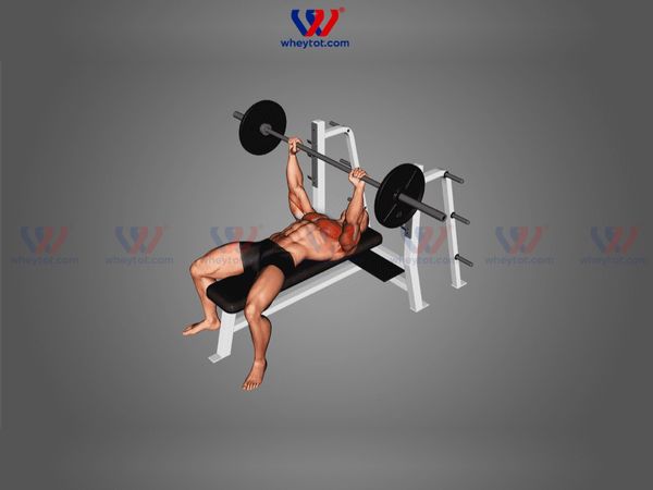 Bench Press là bài tập đẩy tạ trên ghế