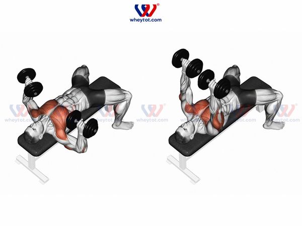 Bài tập Dumbbell Bench Press (đẩy ngực với tạ đơn)