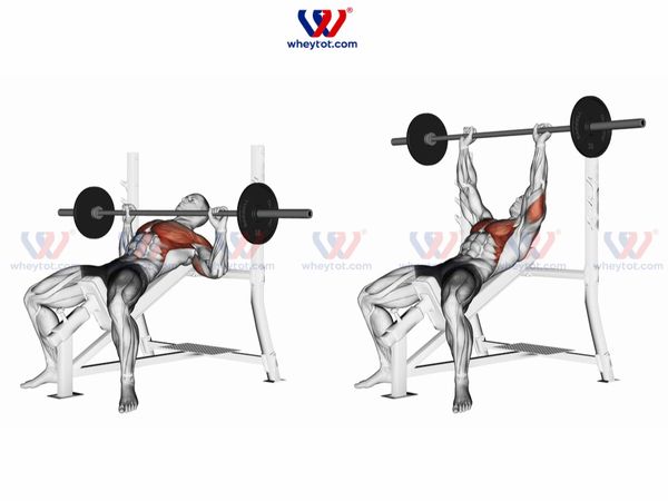 Bài tập Incline Bench Press (đẩy ngực với ghế nghiêng lên)