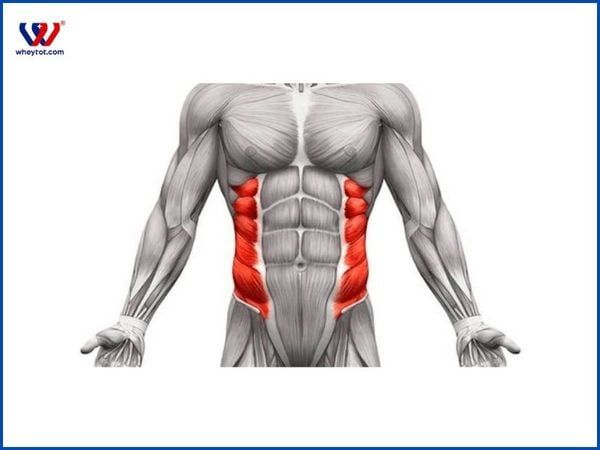 Cơ liên sườn là nhóm cơ chạy dọc hai bên xương sườn