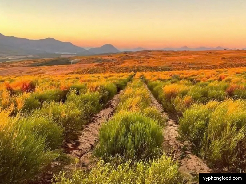 cùng vyphongfood.com khám phá nông nghiệp trồng hồng trà rooibos Nam Phi mở đường cho bảo tồn đa dạng sinh học các loại trà thảo mộc giúp ngủ ngon