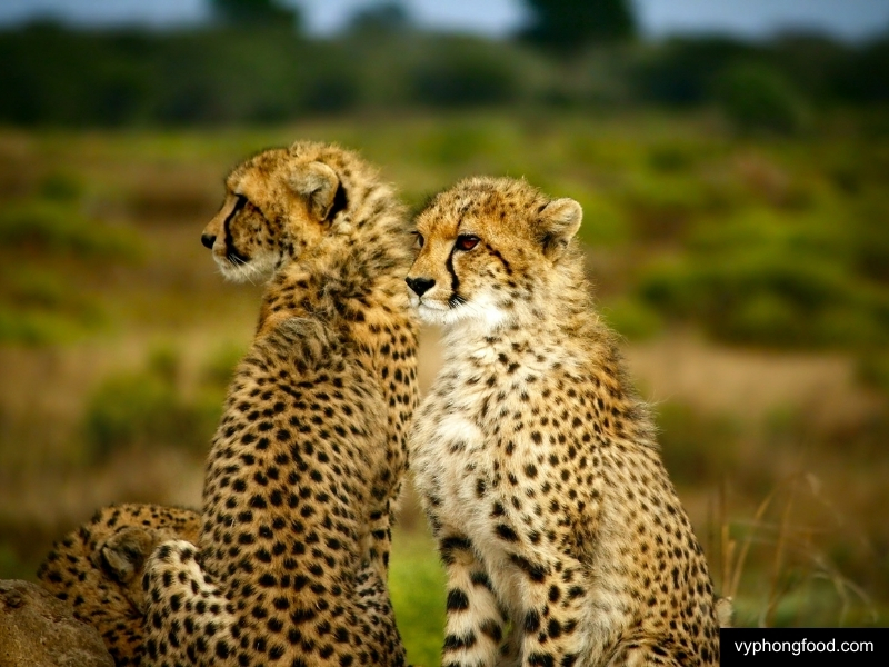 cùng vyphongfood.com khám phá nông nghiệp trồng hồng trà rooibos Nam Phi mở đường cho bảo tồn đa dạng sinh học các loại trà thảo mộc giúp ngủ ngon