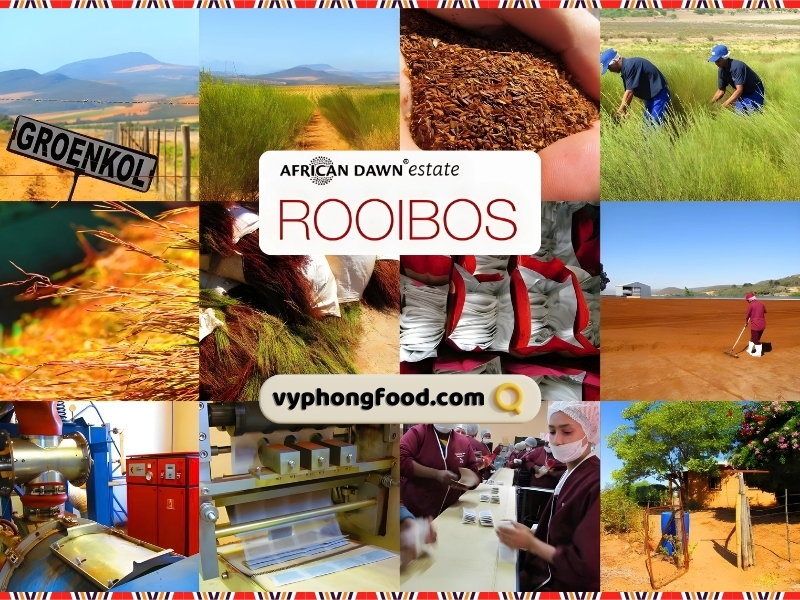 cùng vyphongfood.com khám phá nông nghiệp trồng hồng trà rooibos Nam Phi mở đường cho bảo tồn đa dạng sinh học các loại trà thảo mộc giúp ngủ ngon