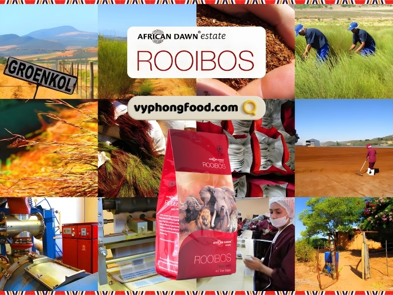 Cùng vyphongfood.com khám phá Những sai lầm thường thấy về hồng trà rooibos Nam Phi sự thật đằng sau loại “trà quốc dân” của Nam Phi