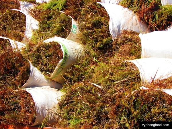 Hãy cùng vyphongfood.com khám phá hồng trà Rooibos Nam Phi và 10 cách tái chế bã trà rooibos để bảo vệ môi trường