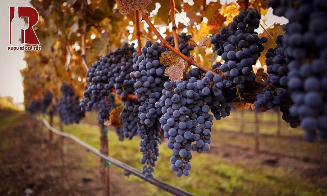 Rượu vang làm từ giống nho Cabernet Sauvignon