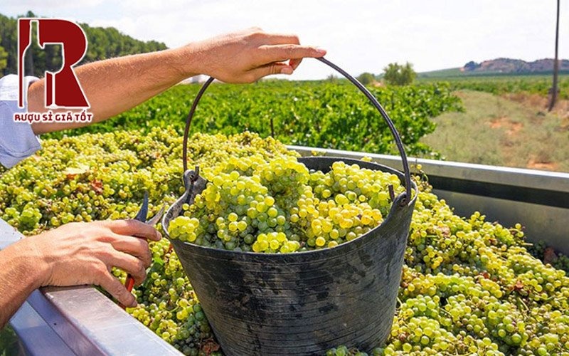Giống nho làm rượu vang Chardonnay xuất xứ từ đâu?
