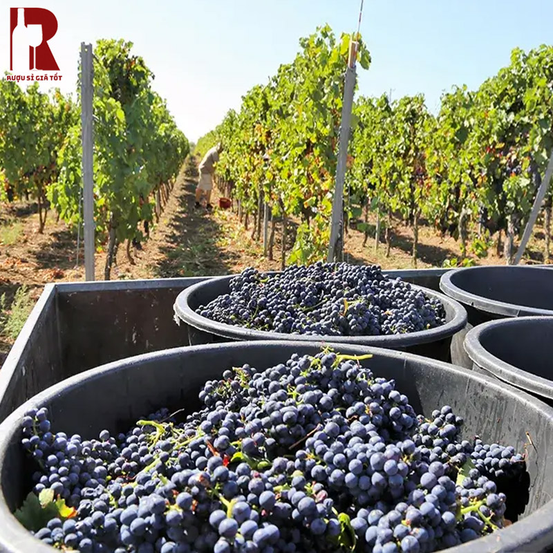 Vùng Trồng Nho Bonarda