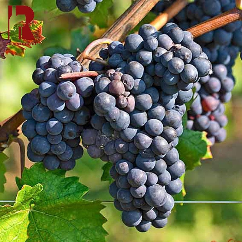 Rượu vang làm từ giống nho Pinot Noir