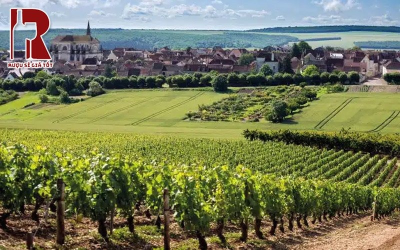 Giống nho làm rượu vang Chardonnay được trồng ở đâu?