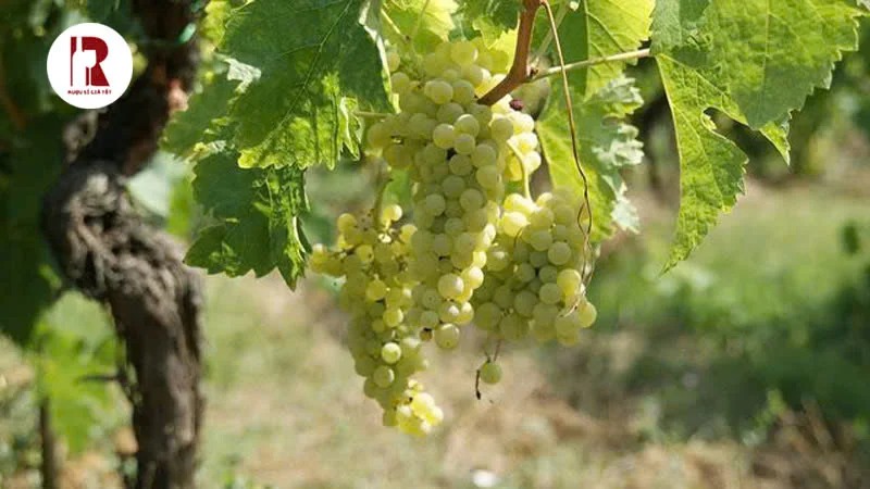Vang Pháp ngọt Calvet Sauternes được làm từ nho Sémillon chọn lọc kĩ càng