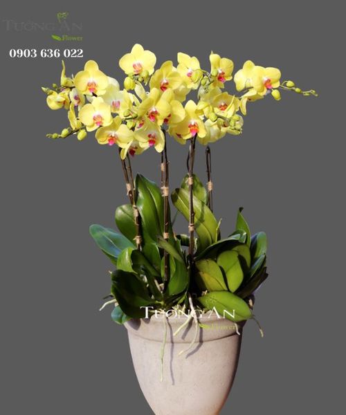 Chậu Lan Hồ Điệp Vàng