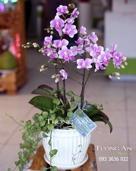 Chậu Lan Hồ Điệp Mini