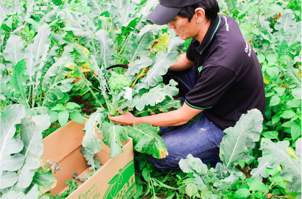 Câu chuyện khách hàng Organicfood.vn - Haravan