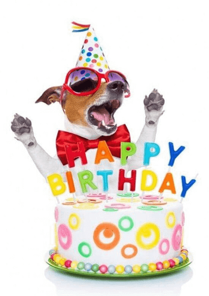Ảnh chế chúc mừng sinh nhật hình chú chó siêu buồn cười