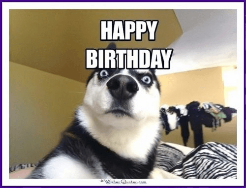 Bức ảnh chúc mừng sinh nhật hình chú chó