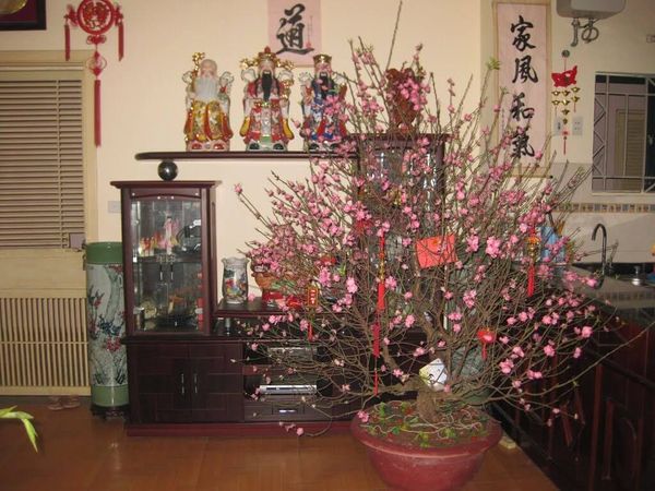 Trang trí Tết Nguyên đán bằng cây đào