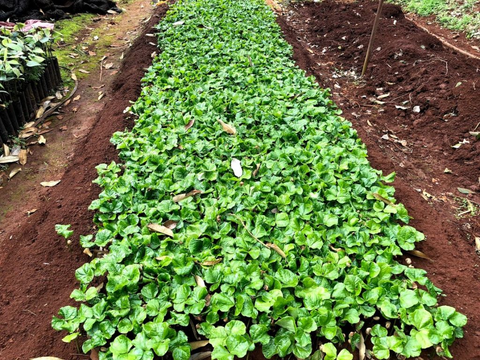 Hướng dẫn cách ươm hạt cà phê đạt hiệu quả cao nhất