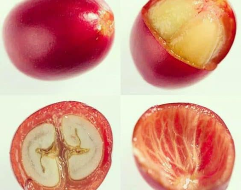 Hãy cùng Tafa tìm hiểu thành phần cấu tạo của hạt cà phê