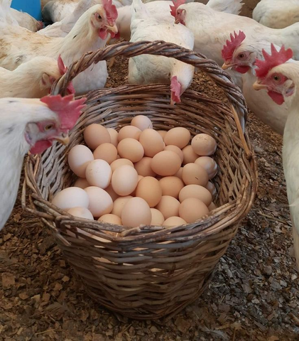 Trứng Gà Hữu Cơ - Lựa Chọn Vàng Cho Sức Khỏe Gia Đình