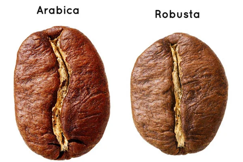 Hướng dẫn cách phân biệt hai loại cà phê Arabica và Robusta