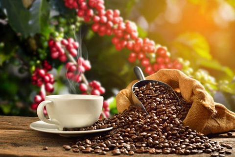 Những thông tin thú vị về hạt cà phê Arabica