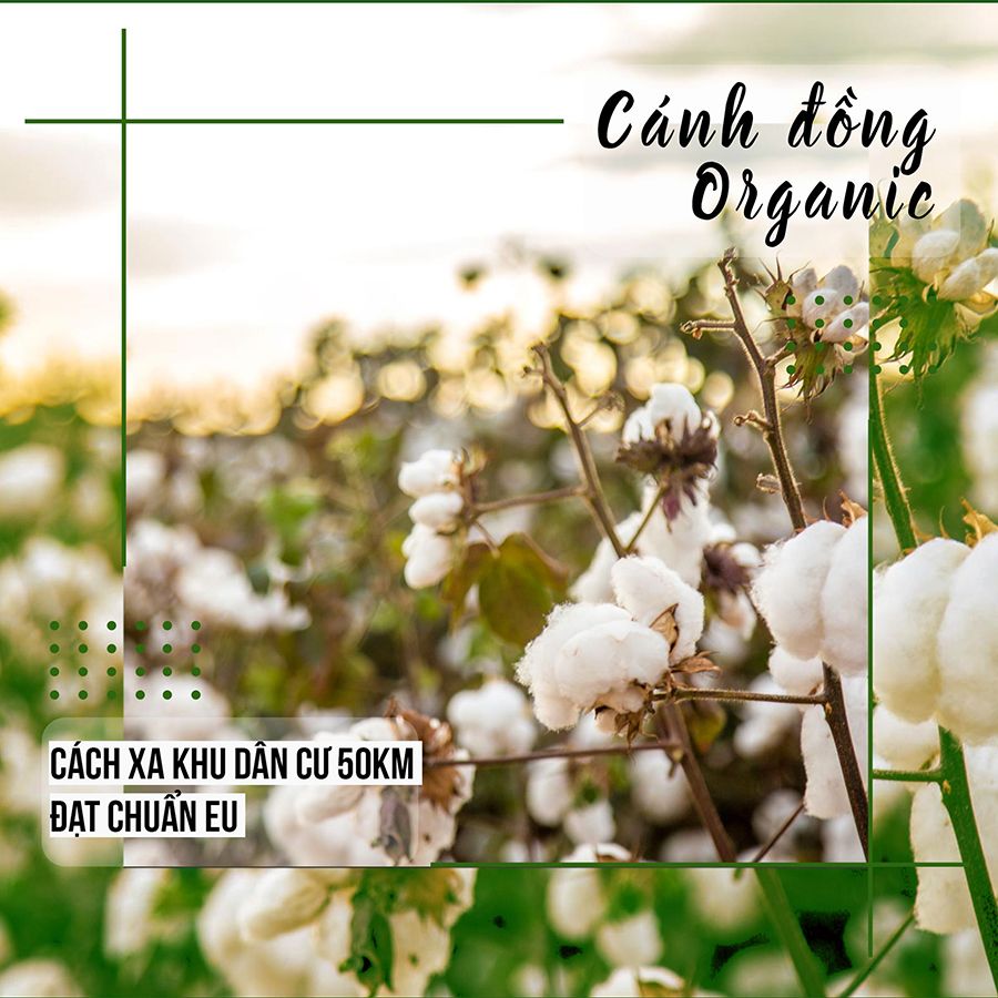 Bông Tẩy Trang 100% Cotton  Ceiba Tree Organic Cotton Pads 120 Miếng | An Beauty Shop