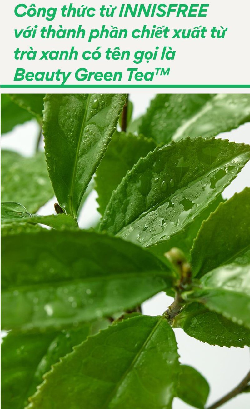 Innisfree Green Tea Seed Hyaluronic Serum
