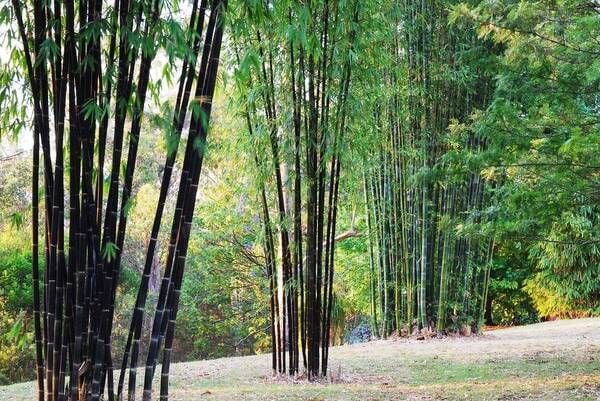 Trong tre và trúc chứa nhiều silic