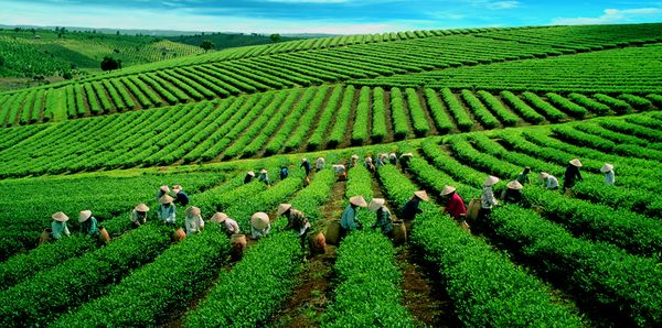 Cầu Đất Tea Hills