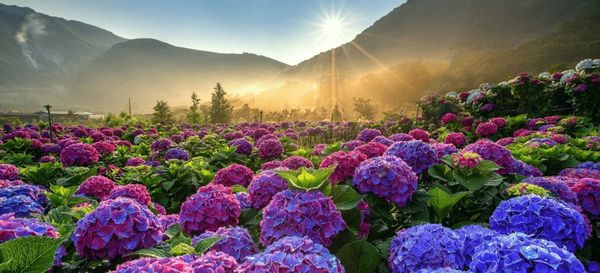 The hydrangea flower fields