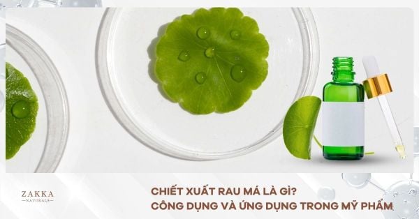 Chiết Xuất Rau Má Là Gì? Công Dụng Và Ứng Dụng Trong Mỹ Phẩm