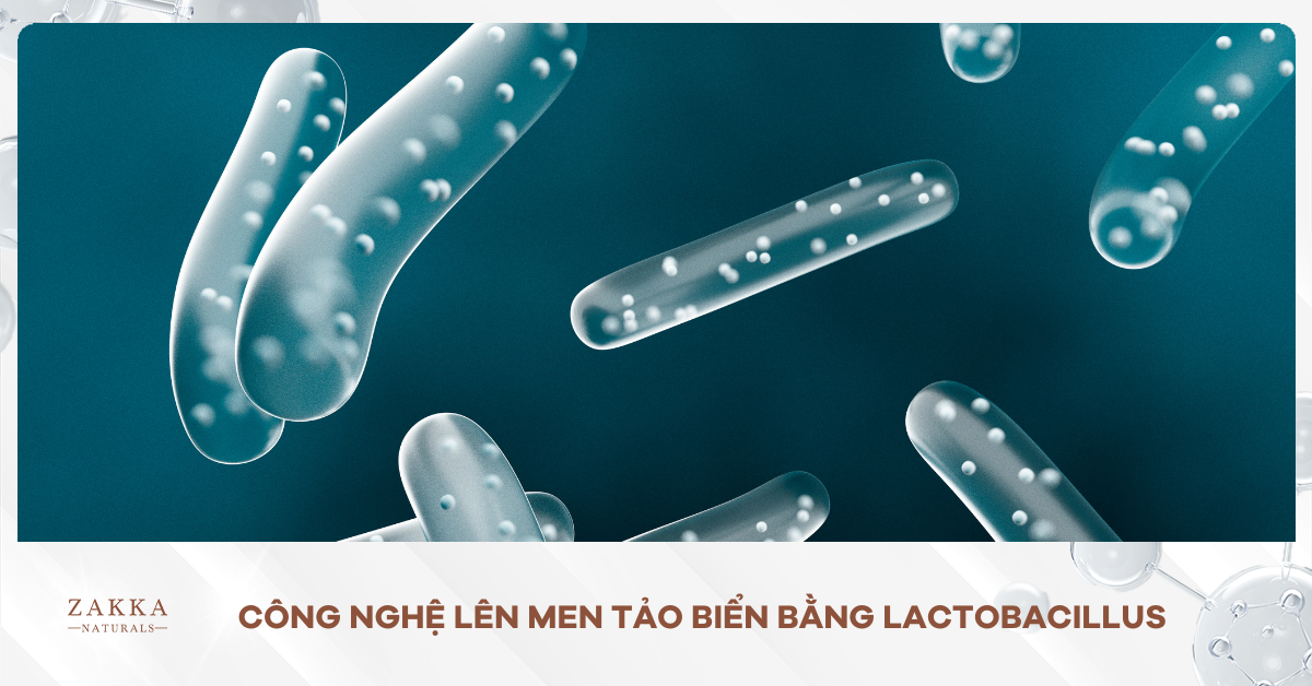 Công nghệ lên men tảo biển bằng Lactobacillus