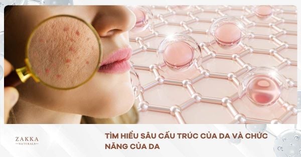 Tìm Hiểu Sâu Cấu Trúc Của Da Và Chức Năng Của Da
