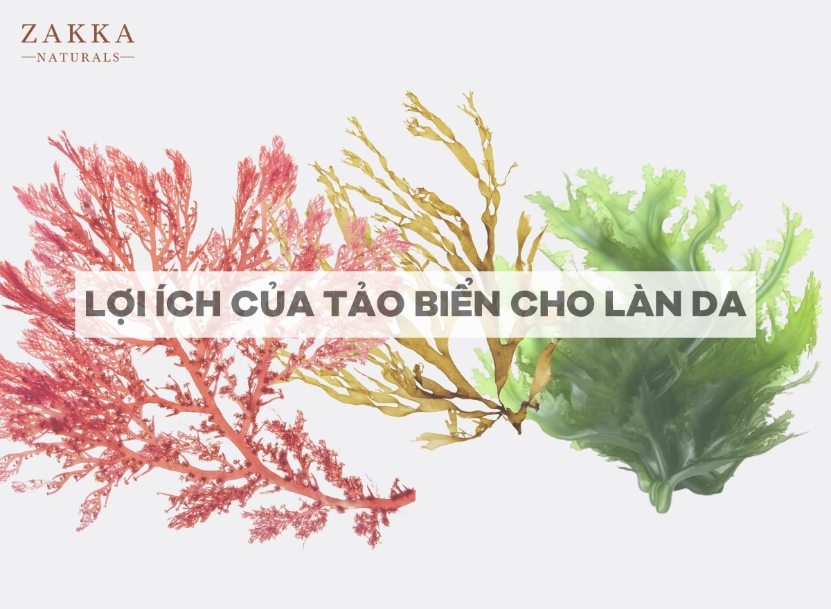 Công nghệ lên men tảo biển bằng Lactobacillus