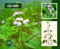 Cỏ hôi