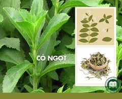 Cỏ ngọt