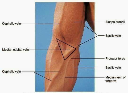 Vene Là Gì ? Và Tập Như Thế Nào Để Lộ Vene Nam Tính ???