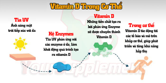 Tầm quan trọng của Vitamin D3 - Khi nào và Bao nhiêu là đủ?
