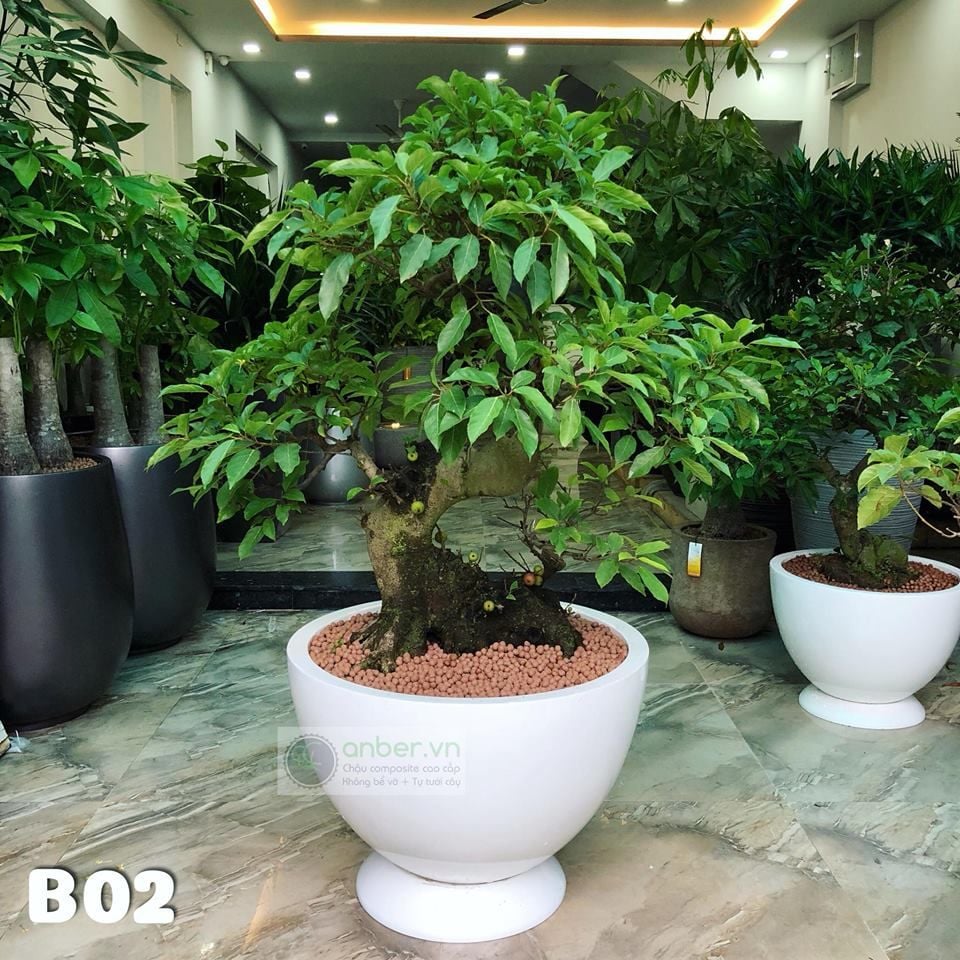 Chậu composite trồng sung bonsai