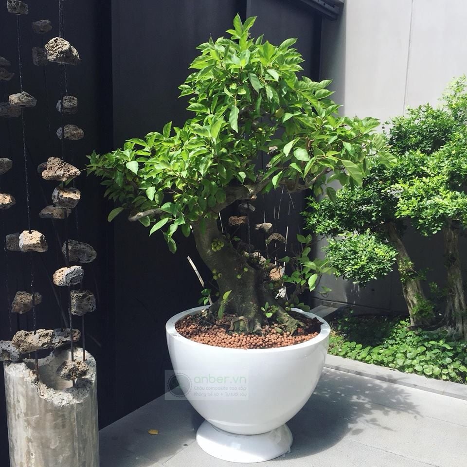 Chậu composite trồng sung bonsai