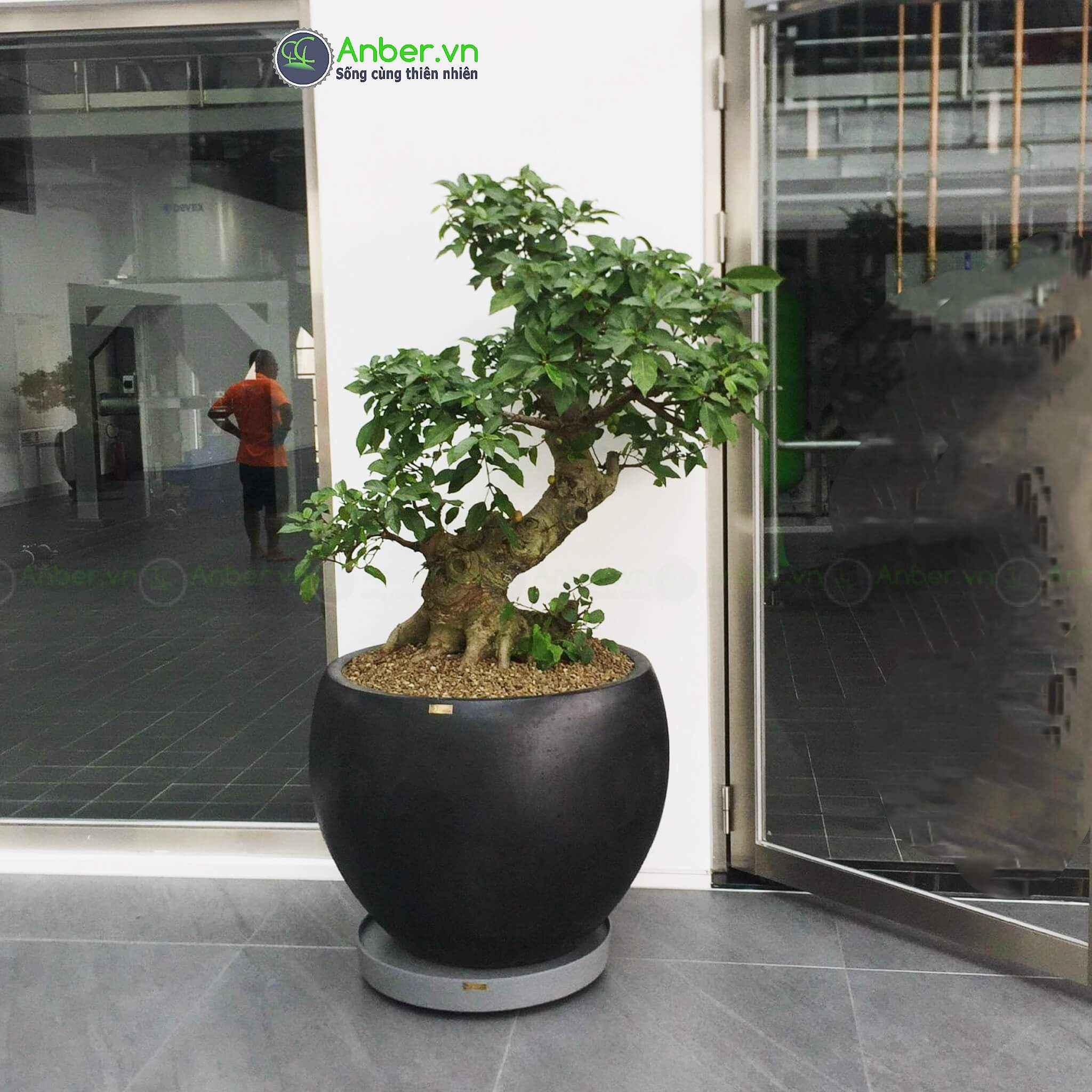 cây-sung-bonsai-chậu-composite-1