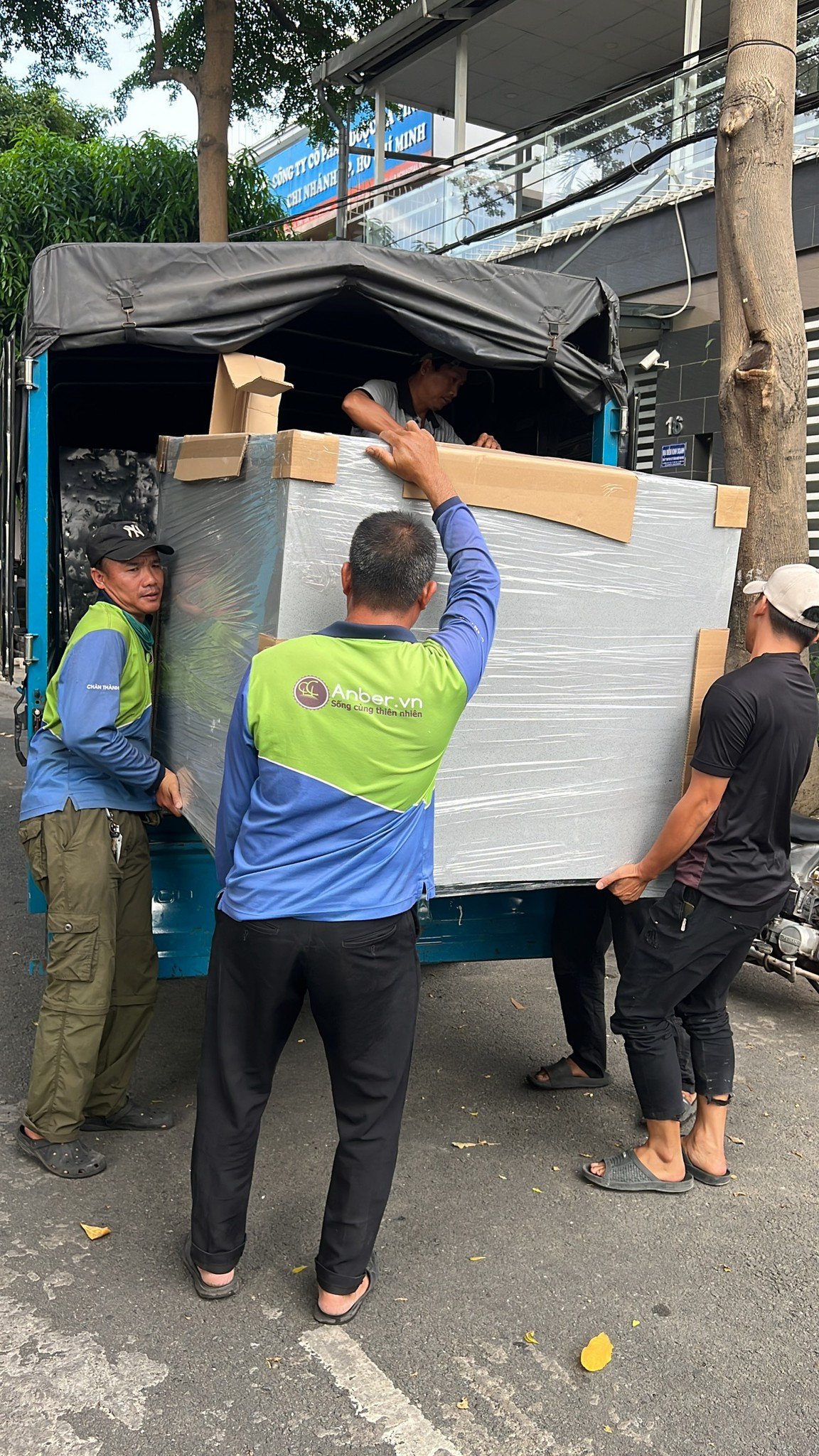 chậu cây lớn xxl santo anber
