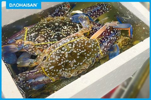 Cách phân biệt ghẹ xanh và ghẹ đỏ. Loại nào ngon hơn – DAOHAISAN